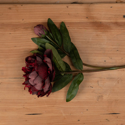 A stunning burgundy peony rose stem, chosen for its realism.   This wild summer faux flower looks beautiful in a single stem vase or just pop a few of them together in a large vase for a stunning classic look for Spring and Summer.